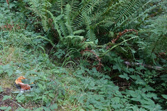 Polystichum munitum