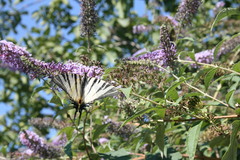 Iphiclides podalirius