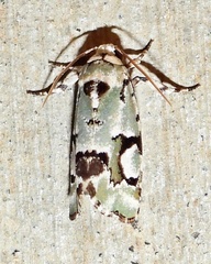 Emarginea percara