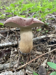 Xanthoconium purpureum
