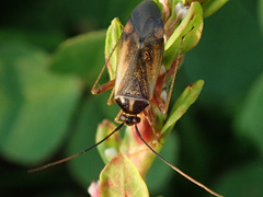 Adelphocoris seticornis