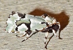 Emarginea percara