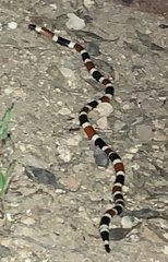 Micruroides euryxanthus