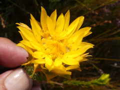 Lachnaea aurea