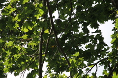 Cardellina canadensis