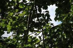 Cardellina canadensis