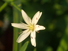 Stellaria graminea