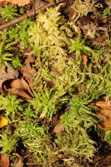 Sphagnum palustre