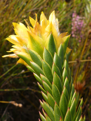 Lachnaea aurea