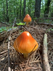 Amanita jacksonii