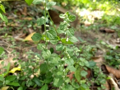 Alternanthera