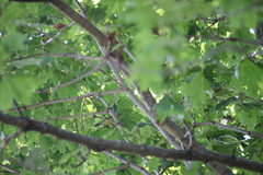 Cardellina canadensis