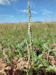 Spiranthes spiralis