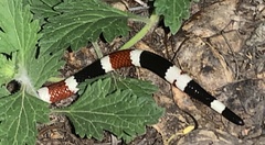 Micruroides euryxanthus