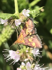 Pyrausta purpuralis
