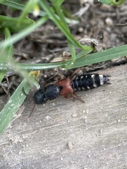 Platydracus stercorarius