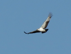 Polemaetus bellicosus