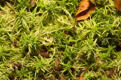 Sphagnum girgensohnii