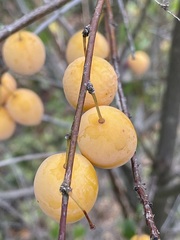 Prunus cerasifera