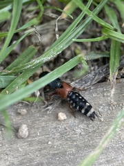 Platydracus stercorarius