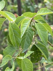 Prunus cerasifera