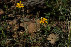 Eriophyllum lanatum