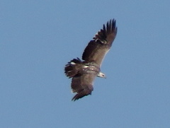 Polemaetus bellicosus