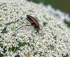 Stictoleptura canadensis