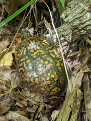 Terrapene carolina