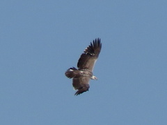 Polemaetus bellicosus