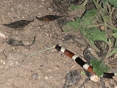 Micruroides euryxanthus