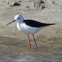 Himantopus himantopus