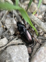 Harpalus