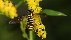 Spilomyia longicornis