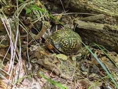 Terrapene carolina