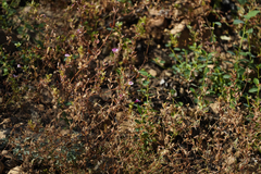 Diplacus torreyi