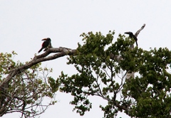 Pteroglossus inscriptus