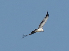 Polemaetus bellicosus