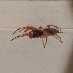 Trachelas tranquillus