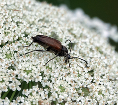 Stictoleptura canadensis