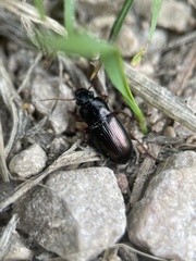 Harpalus