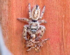 Phidippus arizonensis