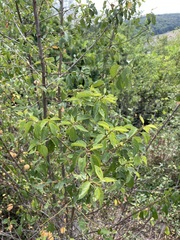 Prunus cerasifera