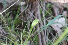 Pterostylis alpina