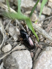 Harpalus