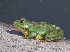 Pelophylax perezi