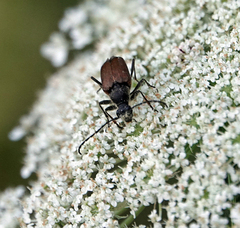 Stictoleptura canadensis