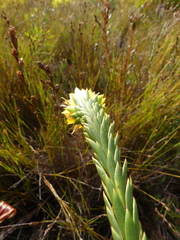 Lachnaea aurea