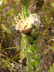 Leucospermum truncatulum
