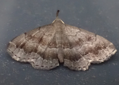 Phalaenostola larentioides